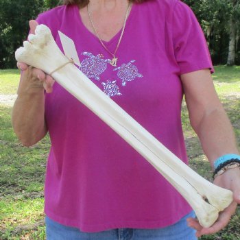 19 inch giraffe metacarpal leg bone for $90
