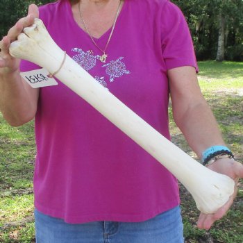 19 inch giraffe metacarpal leg bone for $90
