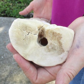 19 inch giraffe metacarpal leg bone for $90