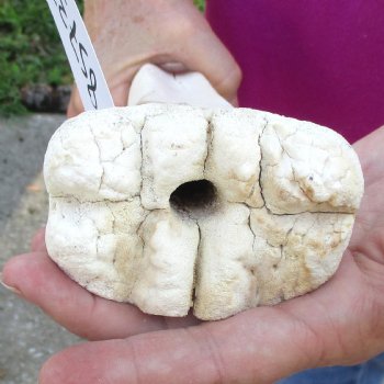 19 inch giraffe metacarpal leg bone for $90