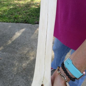 19 inch giraffe metacarpal leg bone for $90