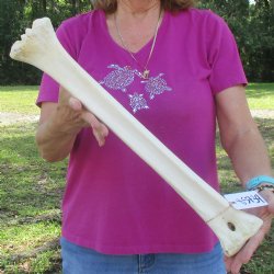 21 inch giraffe met...