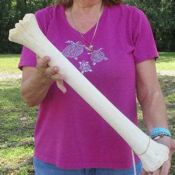 21 inch giraffe metacarpal leg bone for $105