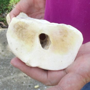 21 inch giraffe metacarpal leg bone for $105