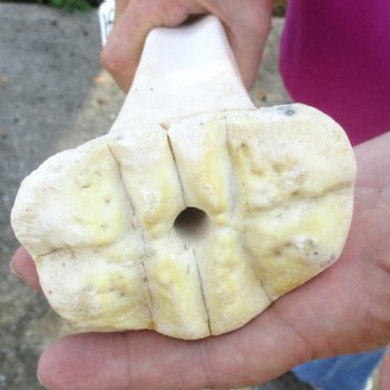 21 inch giraffe metacarpal leg bone for $105