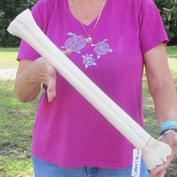 Buy Now 21" Giraffe Metatarsal Leg Bone - $105