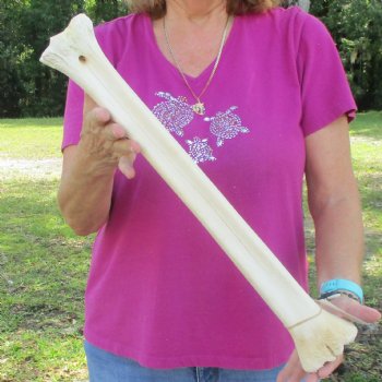 Buy Now 21" Giraffe Metatarsal Leg Bone - $105