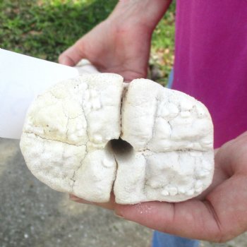 Buy Now 21" Giraffe Metatarsal Leg Bone - $105