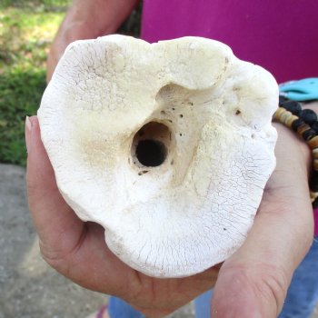 Buy Now 21" Giraffe Metatarsal Leg Bone - $105