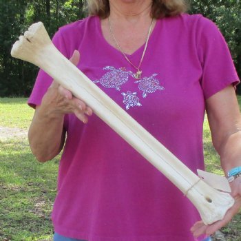Buy Now 21" Giraffe Metatarsal Leg Bone - $105