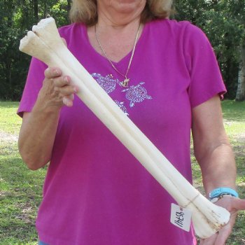 Buy Now 21" Giraffe Metatarsal Leg Bone - $105