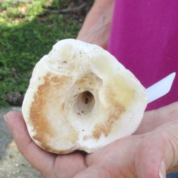 Buy Now 21" Giraffe Metatarsal Leg Bone - $105