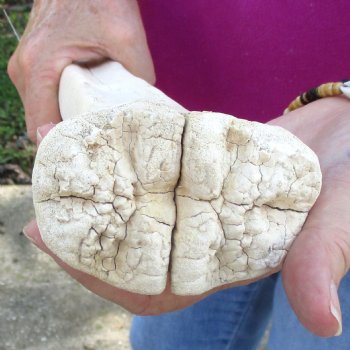 Buy Now 21" Giraffe Metatarsal Leg Bone - $105