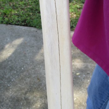 Buy Now 21" Giraffe Metatarsal Leg Bone - $105