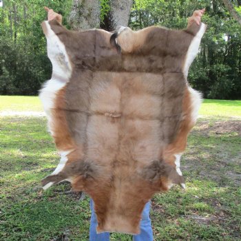 Blesbok Skin Rug, Blesbok Hide Soft Tanned 42" x 32" - Review all photos.  (You are buying the skin pictured) for $70