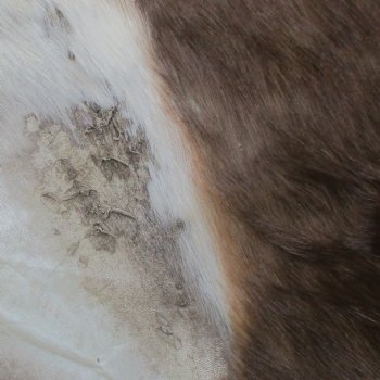 Blesbok Skin Rug, Blesbok Hide Soft Tanned 42" x 32" - Review all photos.  (You are buying the skin pictured) for $70