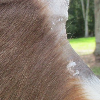 Blesbok Skin Rug, Blesbok Hide Soft Tanned 42" x 32" - Review all photos.  (You are buying the skin pictured) for $70