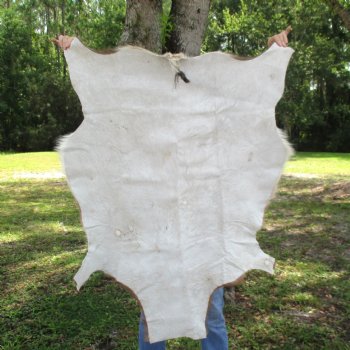 Blesbok Skin Rug, Blesbok Hide Soft Tanned 42" x 32" - Review all photos.  (You are buying the skin pictured) for $70
