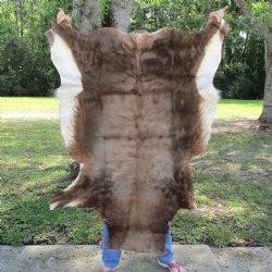 Blesbok Skin Rug, Blesbok Hide Soft Tanned 51" x 34" - Review all photos.  (You are buying the skin pictured) for $70