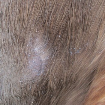 Blesbok Skin Rug, Blesbok Hide Soft Tanned 51" x 34" - Review all photos.  (You are buying the skin pictured) for $70