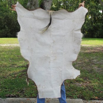 Blesbok Skin Rug, Blesbok Hide Soft Tanned 51" x 34" - Review all photos.  (You are buying the skin pictured) for $70