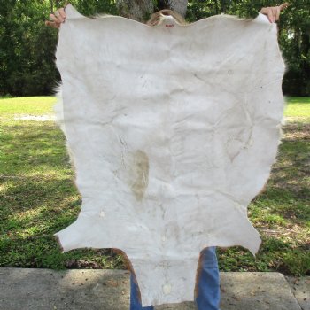 Blesbok Skin Rug, Blesbok Hide Soft Tanned 45" x 34" - Review all photos.  (You are buying the skin pictured) for $70