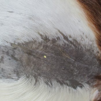 Blesbok Skin Rug, Blesbok Hide Soft Tanned 45" x 34" - Review all photos.  (You are buying the skin pictured) for $70