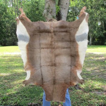 Blesbok Skin Rug, Blesbok Hide Soft Tanned 49" x 36" - Review all photos.  (You are buying the skin pictured) for $70