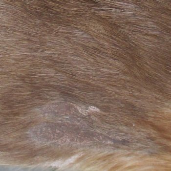 Blesbok Skin Rug, Blesbok Hide Soft Tanned 49" x 36" - Review all photos.  (You are buying the skin pictured) for $70