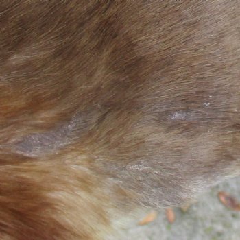 Blesbok Skin Rug, Blesbok Hide Soft Tanned 49" x 36" - Review all photos.  (You are buying the skin pictured) for $70