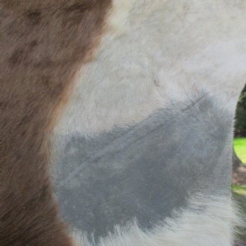 Blesbok Skin Rug, Blesbok Hide Soft Tanned 49" x 36" - Review all photos.  (You are buying the skin pictured) for $70