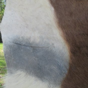 Blesbok Skin Rug, Blesbok Hide Soft Tanned 49" x 36" - Review all photos.  (You are buying the skin pictured) for $70