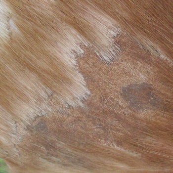 Blesbok Skin Rug, Blesbok Hide Soft Tanned 49" x 36" - Review all photos.  (You are buying the skin pictured) for $70