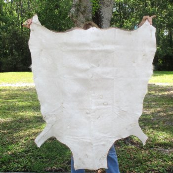 Blesbok Skin Rug, Blesbok Hide Soft Tanned 49" x 36" - Review all photos.  (You are buying the skin pictured) for $70