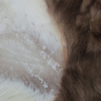 Blesbok Skin Rug, Blesbok Hide Soft Tanned 48" x 33" - Review all photos.  (You are buying the skin pictured) for $70