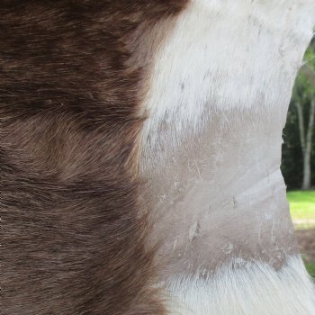 Blesbok Skin Rug, Blesbok Hide Soft Tanned 48" x 33" - Review all photos.  (You are buying the skin pictured) for $70