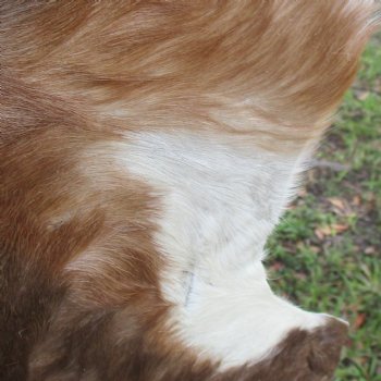 Blesbok Skin Rug, Blesbok Hide Soft Tanned 48" x 33" - Review all photos.  (You are buying the skin pictured) for $70