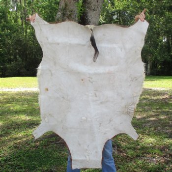 Blesbok Skin Rug, Blesbok Hide Soft Tanned 48" x 33" - Review all photos.  (You are buying the skin pictured) for $70