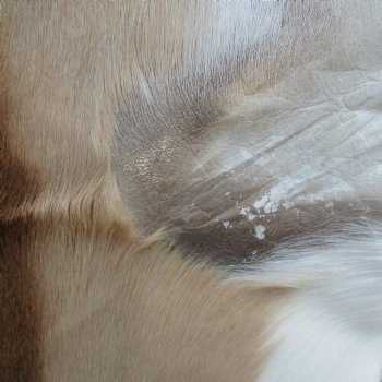 48L x 28W African impala skin, hide - You are buying this one for $70.00