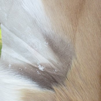 48L x 28W African impala skin, hide - You are buying this one for $70.00