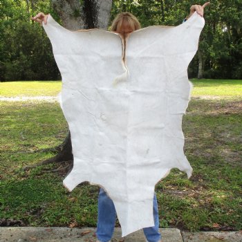 48L x 28W African impala skin, hide - You are buying this one for $70.00