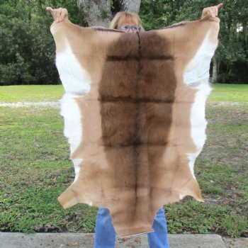 44L x 30W African impala skin, hide - You are buying this one for $70.00