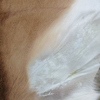 44L x 30W African impala skin, hide - You are buying this one for $70.00