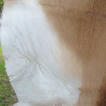 44L x 30W African impala skin, hide - You are buying this one for $70.00