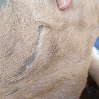 44L x 30W African impala skin, hide - You are buying this one for $70.00