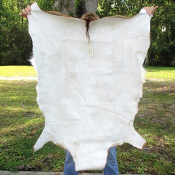 44L x 30W African impala skin, hide - You are buying this one for $70.00