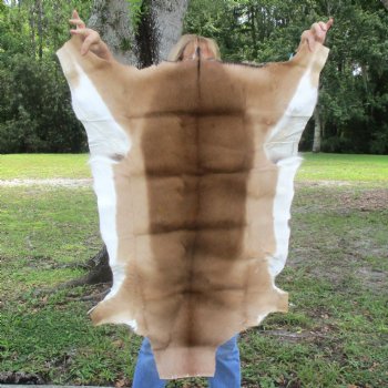 42L x 26W African impala skin, hide - You are buying this one for $70.00