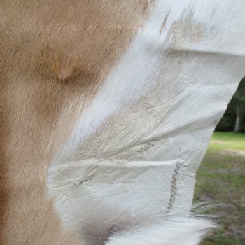 42L x 26W African impala skin, hide - You are buying this one for $70.00