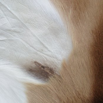 42L x 26W African impala skin, hide - You are buying this one for $70.00