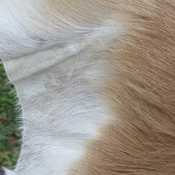 42L x 26W African impala skin, hide - You are buying this one for $70.00